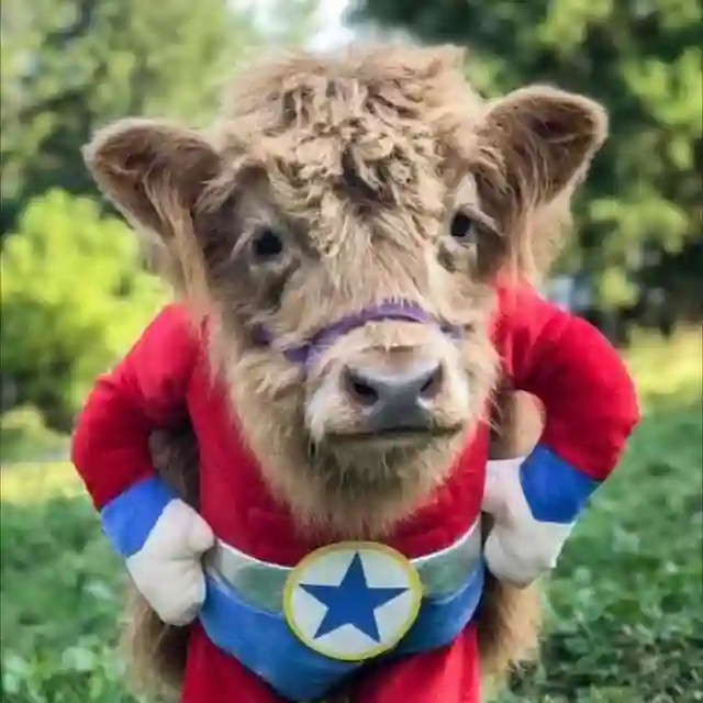 超級🐮🐮牧場